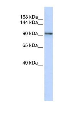 Protocadherin-1 Antibody, Novus Biologicals 0.05mg; Unlabeled:Antibodies,