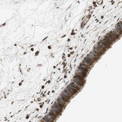 Protocadherin beta 10 Antibody, Novus Biologicals:Antibodies:Primary Antibodies