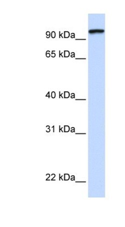 Protocadherin gamma C3 Antibody, Novus Biologicals 100&mu;L; Unlabeled:Antibodies,