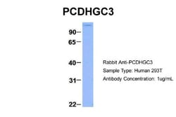 Protocadherin gamma C3 Antibody, Novus Biologicals 100&mu;L; Unlabeled:Antibodies,