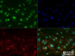 Prox1 Antibody (5G10) - BSA Free, Novus Biologicals 0.1mL; Unlabeled:Antibodies,