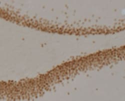 Prox1 Antibody (5G10) - BSA Free, Novus Biologicals 0.1mL; Unlabeled:Antibodies,