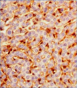 Prox1 Antibody (5G10) - BSA Free, Novus Biologicals 0.1mL; Unlabeled:Antibodies,