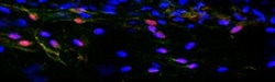 Prox1 Antibody, Novus Biologicals 0.2 mg; Unconjugated:Antibodies, Polyclonal