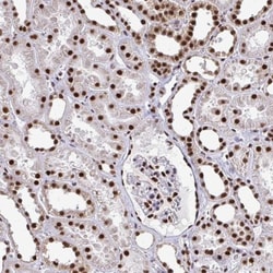 PRP19 Antibody, Novus Biologicals:Antibodies:Primary Antibodies