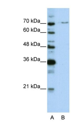 PRPF3 Antibody, Novus Biologicals:Antibodies:Primary Antibodies