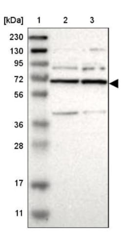 PRPF39 Antibody, Novus Biologicals:Antibodies:Primary Antibodies