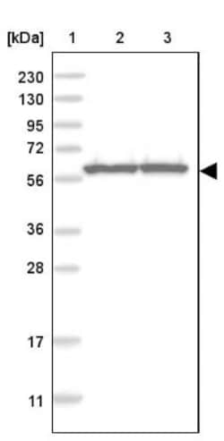 PRPF4 Antibody, Novus Biologicals 0.1mL; Unlabeled:Antibodies, Polyclonal