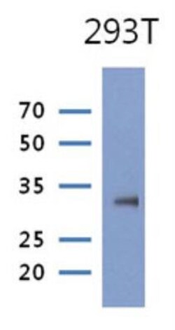 PRPS1 Antibody (1E11) - BSA Free, Novus Biologicals 100&mu;L; Unlabeled:Antibodies,