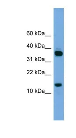 PRR15 Antibody, Novus Biologicals:Antibodies:Primary Antibodies