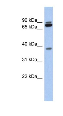 PRR19 Antibody, Novus Biologicals 100 &mu;L | Buy Online | Novus Biologicals | Fisher Scientific