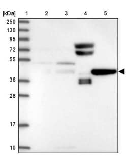 PRR25 Antibody, Novus Biologicals:Antibodies:Primary Antibodies