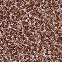 PRR25 Antibody, Novus Biologicals:Antibodies:Primary Antibodies