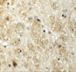 PRR5 Antibody - BSA Free, Novus Biologicals 0.025 mg, Unconjugated:Antibodies,