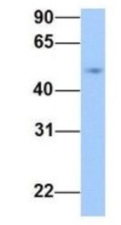 PRRC1 Antibody, Novus Biologicals 100 &mu;L | Buy Online | Novus Biologicals | Fisher Scientific