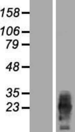 Novus Biologicals&trade;&nbsp;PRRG2 Overexpression Lysate