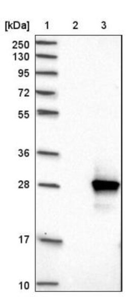 PRRG2 Antibody, Novus Biologicals:Antibodies:Primary Antibodies
