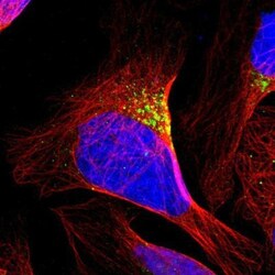 PRRG4 Antibody, Novus Biologicals 0.1mL; Unlabeled:Antibodies, Polyclonal