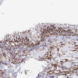 PRRT4 Antibody, Novus Biologicals:Antibodies:Primary Antibodies