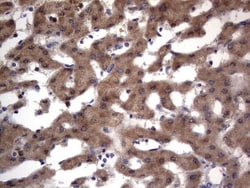 PRRX1 Antibody (OTI1E10), Novus Biologicals 0.1mL; Unlabeled:Antibodies,
