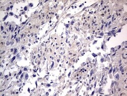 PRRX1 Antibody (OTI1E10), Novus Biologicals 0.1mL; Unlabeled:Antibodies,