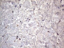 PRRX1 Antibody (OTI1E10), Novus Biologicals 0.1mL; Unlabeled:Antibodies,