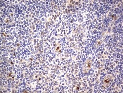 PRRX1 Antibody (OTI1E10), Novus Biologicals 0.1mL; Unlabeled:Antibodies,