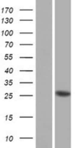 Novus Biologicals&trade;&nbsp;PRSS37 Overexpression Lysate