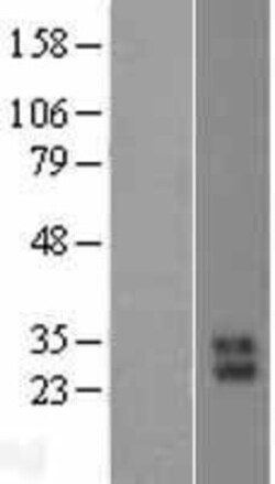 Novus Biologicals&trade;&nbsp;Kallikrein 10 Overexpression Lysate