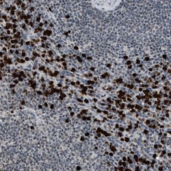 PRUNE2 Antibody, Novus Biologicals 25 &mu;L; Unlabeled:Antibodies, Polyclonal