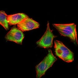 PSAP Antibody (4D5F4) - BSA Free, Novus Biologicals:Antibodies:Primary