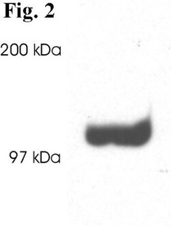 PSD93 Antibody, Novus Biologicals 0.1mg; Unlabeled:Antibodies, Polyclonal