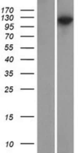 Novus Biologicals™ PSD93 Overexpression Lysate
