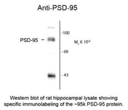 PSD-95 Antibody, Novus Biologicals 0.1mL; Unlabeled:Antibodies, Polyclonal