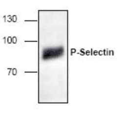 P-Selectin/CD62P Antibody, Novus Biologicals:Antibodies:Primary Antibodies