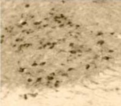 Pseudorabies Virus Antibody, Novus Biologicals 0.1mg; Unlabeled:Antibodies,