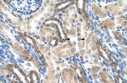 PSG1 Antibody, Novus Biologicals 100&mu;L; Unlabeled:Antibodies, Polyclonal