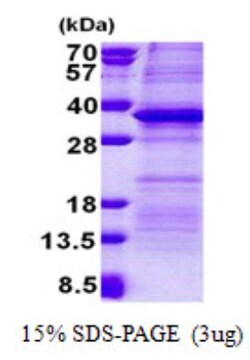 Novus Biologicals&trade;&nbsp;Recombinant Human PSG5 His Protein
