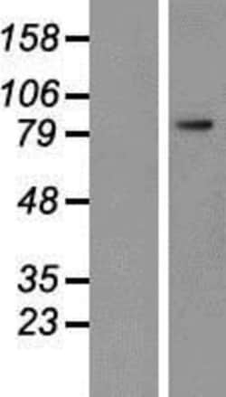 Novus Biologicals&trade;&nbsp;PSMA/FOLH1/NAALADase I Overexpression Lysate