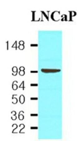PSMA/FOLH1/NAALADase I Antibody (k1H7) - BSA Free, Novus Biologicals 0.1mL;