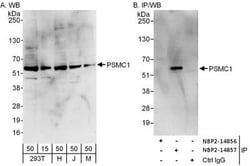 PSMC1 Antibody, Novus Biologicals 0.1mg; Unlabeled:Antibodies, Polyclonal