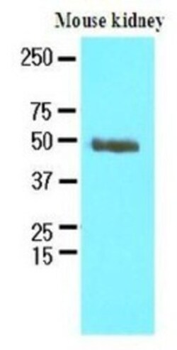 PSMD11 Antibody (1F4) - BSA Free, Novus Biologicals 0.1mL; Unlabeled:Antibodies,
