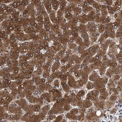 PSMD12 Antibody, Novus Biologicals 25 &mu;L | Buy Online | Novus Biologicals | Fisher Scientific