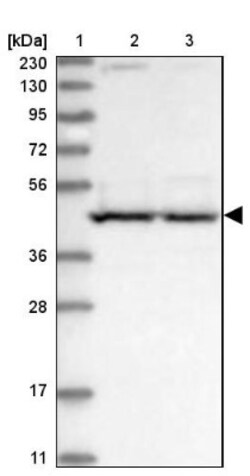 PSMD6 Antibody, Novus Biologicals 0.1mL; Unlabeled:Antibodies, Polyclonal