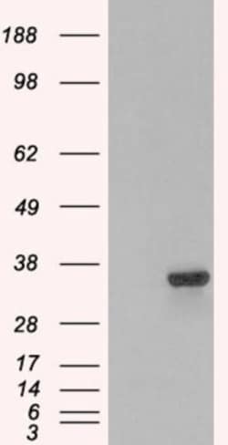 PSMF1 Antibody - Isoform 1, Novus Biologicals 0.1mg; Unlabeled:Antibodies,