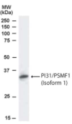 PSMF1 Antibody - Isoform 1, Novus Biologicals 0.1mg; Unlabeled:Antibodies,