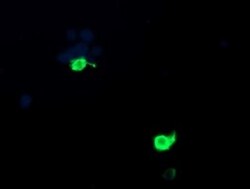 PSMF1 Antibody (OTI2D7), Novus Biologicals 0.1mL; Unlabeled:Antibodies,