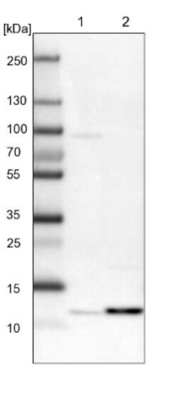 PSMG3 Antibody, Novus Biologicals 0.1mL; Unlabeled:Antibodies, Polyclonal