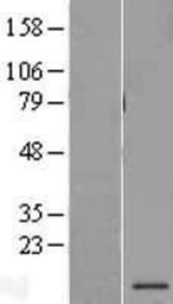 Novus Biologicals&trade;&nbsp;PSMG3 Overexpression Lysate