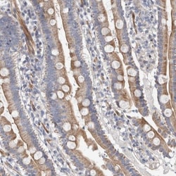PSMG3 Antibody, Novus Biologicals 0.1mL; Unlabeled:Antibodies, Polyclonal